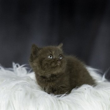 chaton British Shorthair chocolate U'R SMART Chatterie Le Domaine de Phyr