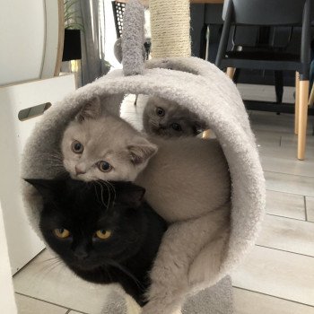 chaton British Shorthair lilac URUPA Chatterie Le Domaine de Phyr chaton British Shorthair lilac URUPA Chatterie Le Domaine de Phyr
