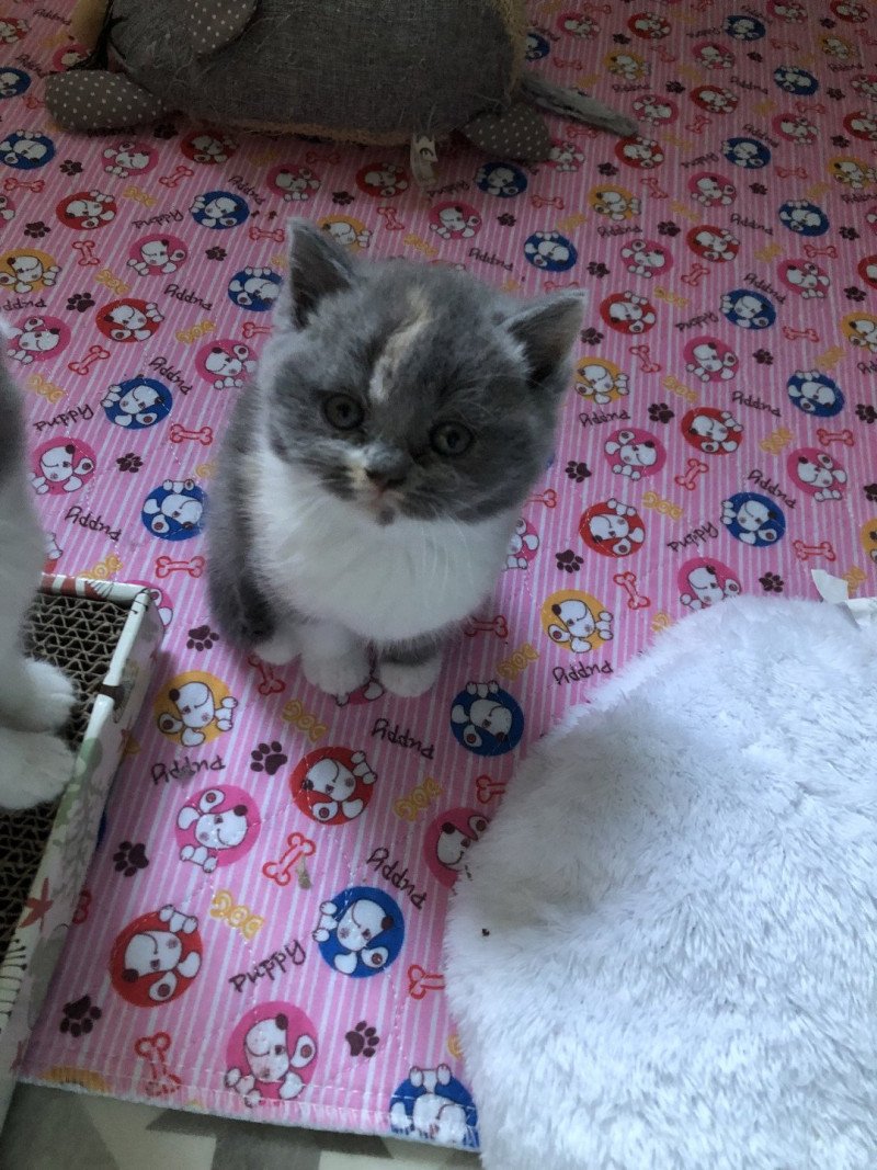 Vanille du Domaine de Phyr Du Domaine de Phyr Femelle British Shorthair