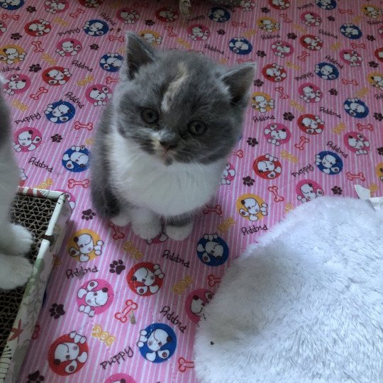 Vanille du Domaine de Phyr Du Domaine de Phyr Femelle British Shorthair