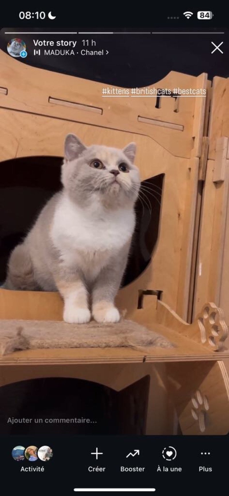 VANITY FAIR Femelle British Shorthair
