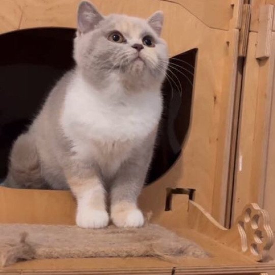 VANITY FAIR Femelle British Shorthair