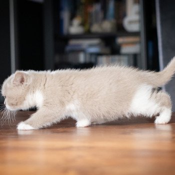 chaton British Shorthair lilac bicolor VICKY Chatterie Le Domaine de Phyr chaton British Shorthair lilac bicolor VICKY Chatterie Le Domaine de Phyr