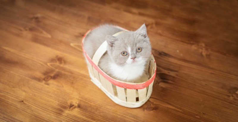 VICKY Du Domaine de Phyr Femelle British Shorthair VICKY Du Domaine de Phyr Femelle British Shorthair