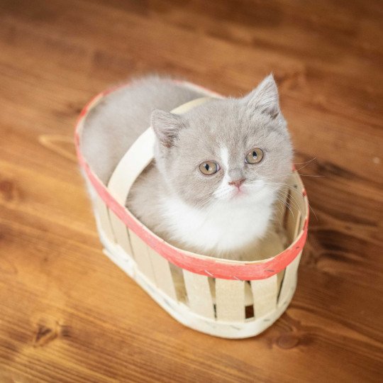 VICKY Du Domaine de Phyr Femelle British Shorthair
