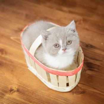 chaton British Shorthair lilac bicolor VICKY Chatterie Le Domaine de Phyr chaton British Shorthair lilac bicolor VICKY Chatterie Le Domaine de Phyr