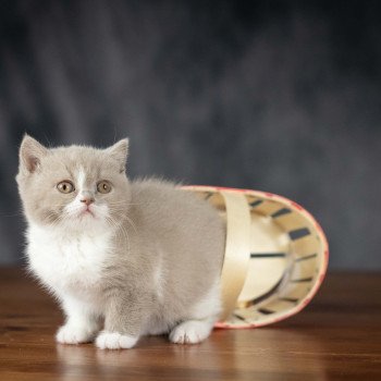 chaton British Shorthair lilac bicolor VICKY Chatterie Le Domaine de Phyr chaton British Shorthair lilac bicolor VICKY Chatterie Le Domaine de Phyr