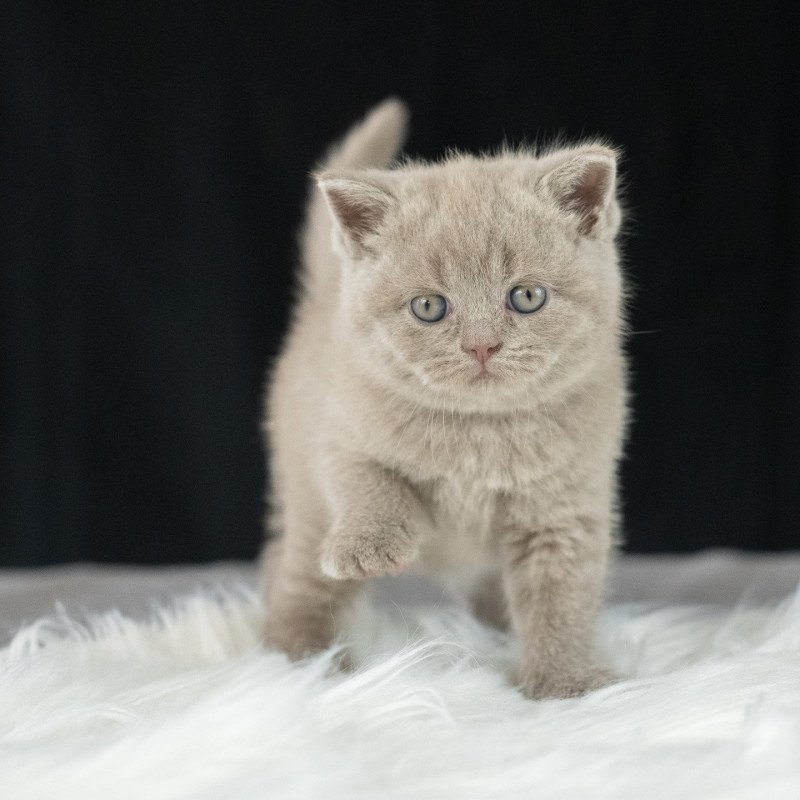 Victoria Du Domaine de Phyr Femelle British Shorthair