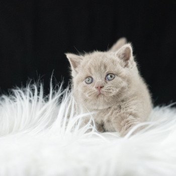 chaton British Shorthair lilac Victoria Chatterie Le Domaine de Phyr