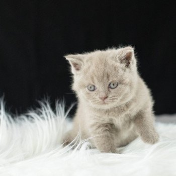 chaton British Shorthair lilac Victoria Chatterie Le Domaine de Phyr