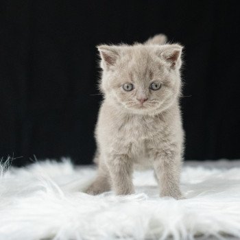 chaton British Shorthair lilac Victoria Chatterie Le Domaine de Phyr