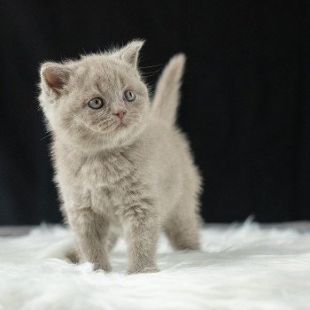 chaton British Shorthair lilac Victoria Chatterie Le Domaine de Phyr