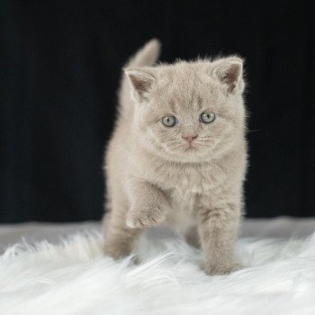 chaton British Shorthair lilac Victoria Chatterie Le Domaine de Phyr