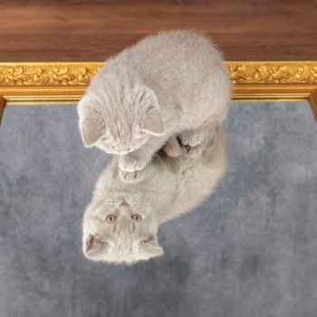 chaton British Shorthair lilac Victoria Chatterie Le Domaine de Phyr