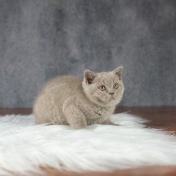 chaton British Shorthair lilac Victoria Chatterie Le Domaine de Phyr