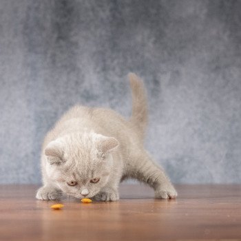 chaton British Shorthair lilac Victoria Chatterie Le Domaine de Phyr