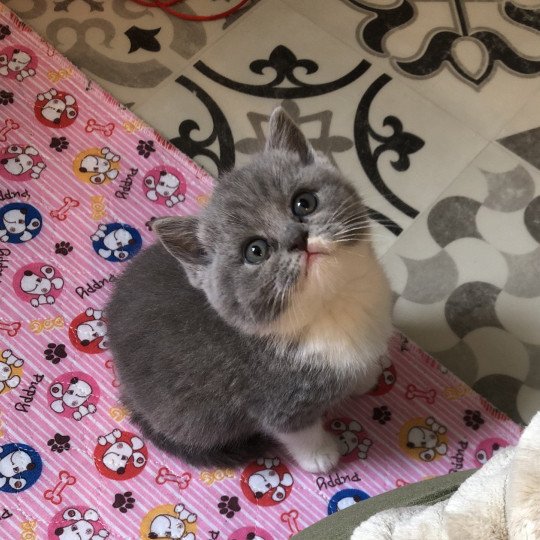 Violette du Domaine de Phyr Du Domaine de Phyr Femelle British Shorthair