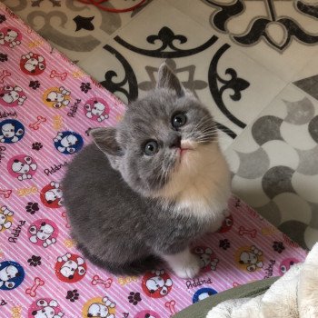chaton British Shorthair blue bicolor Violette du Domaine de Phyr Chatterie Le Domaine de Phyr chaton British Shorthair blue bicolor Violette du Domaine de Phyr Chatterie Le Domaine de Phyr