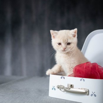 chaton British Shorthair cream Wasabi du Domaine de Phyr Chatterie Le Domaine de Phyr chaton British Shorthair cream Wasabi du Domaine de Phyr Chatterie Le Domaine de Phyr