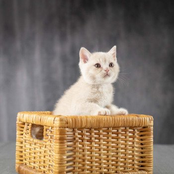 chaton British Shorthair cream Wasabi du Domaine de Phyr Chatterie Le Domaine de Phyr chaton British Shorthair cream Wasabi du Domaine de Phyr Chatterie Le Domaine de Phyr