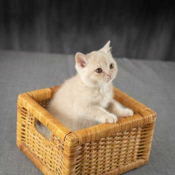 chaton British Shorthair cream Wasabi du Domaine de Phyr Chatterie Le Domaine de Phyr chaton British Shorthair cream Wasabi du Domaine de Phyr Chatterie Le Domaine de Phyr