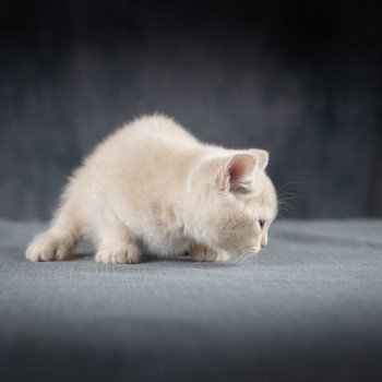chaton British Shorthair cream Wasabi du Domaine de Phyr Chatterie Le Domaine de Phyr chaton British Shorthair cream Wasabi du Domaine de Phyr Chatterie Le Domaine de Phyr