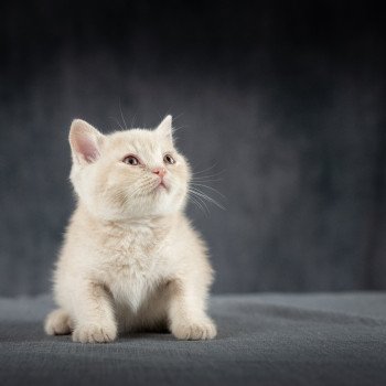 chaton British Shorthair cream Wasabi du Domaine de Phyr Chatterie Le Domaine de Phyr chaton British Shorthair cream Wasabi du Domaine de Phyr Chatterie Le Domaine de Phyr