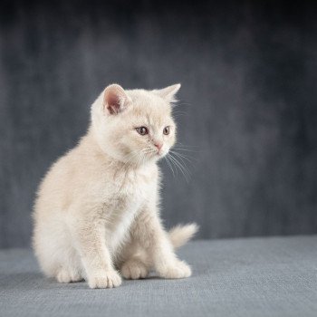 chaton British Shorthair cream Wasabi du Domaine de Phyr Chatterie Le Domaine de Phyr chaton British Shorthair cream Wasabi du Domaine de Phyr Chatterie Le Domaine de Phyr