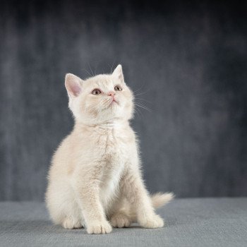 chaton British Shorthair cream Wasabi du Domaine de Phyr Chatterie Le Domaine de Phyr chaton British Shorthair cream Wasabi du Domaine de Phyr Chatterie Le Domaine de Phyr