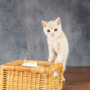 chaton British Shorthair cream Wasabi Chatterie Le Domaine de Phyr chaton British Shorthair cream Wasabi Chatterie Le Domaine de Phyr