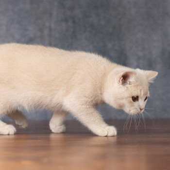 chaton British Shorthair cream Wasabi Chatterie Le Domaine de Phyr chaton British Shorthair cream Wasabi Chatterie Le Domaine de Phyr