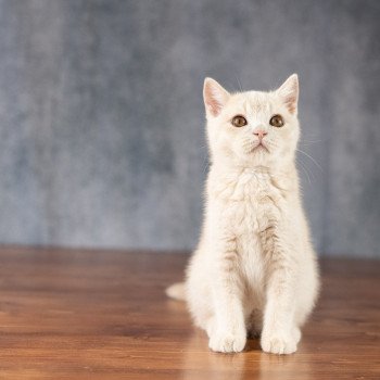 chaton British Shorthair cream Wasabi Chatterie Le Domaine de Phyr chaton British Shorthair cream Wasabi Chatterie Le Domaine de Phyr