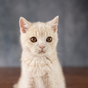 chaton British Shorthair cream Wasabi Chatterie Le Domaine de Phyr chaton British Shorthair cream Wasabi Chatterie Le Domaine de Phyr