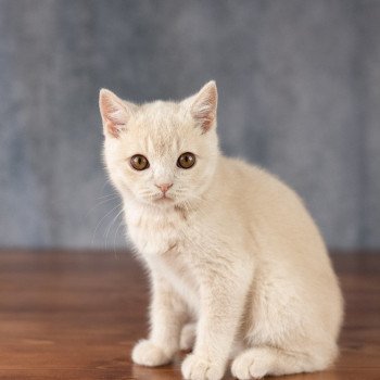 chaton British Shorthair cream Wasabi Chatterie Le Domaine de Phyr chaton British Shorthair cream Wasabi Chatterie Le Domaine de Phyr