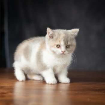 chaton British Shorthair lilac tortie bicolor WEDNESDAY Chatterie Le Domaine de Phyr chaton British Shorthair lilac tortie bicolor WEDNESDAY Chatterie Le Domaine de Phyr