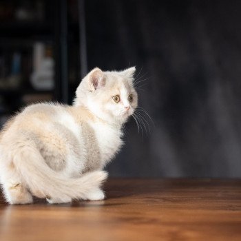 chaton British Shorthair lilac tortie bicolor WEDNESDAY Chatterie Le Domaine de Phyr chaton British Shorthair lilac tortie bicolor WEDNESDAY Chatterie Le Domaine de Phyr