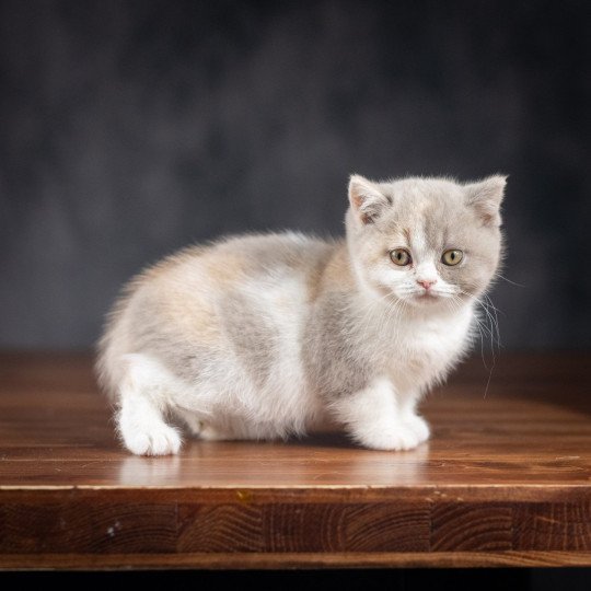 WEDNESDAY Du Domaine de Phyr Femelle British Shorthair