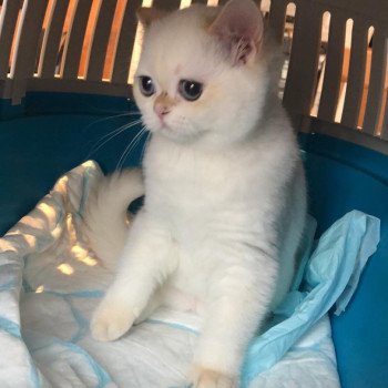 chat British Shorthair golden point Widget Chatterie Le Domaine de Phyr