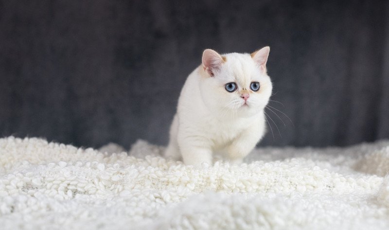 Widget Femelle British Shorthair
