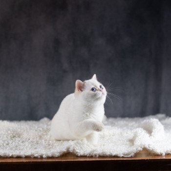 chat British Shorthair golden point Widget Chatterie Le Domaine de Phyr