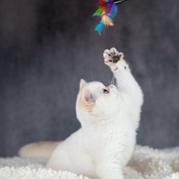 chat British Shorthair golden point Widget Chatterie Le Domaine de Phyr