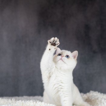chat British Shorthair golden point Widget Chatterie Le Domaine de Phyr