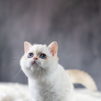chat British Shorthair golden point Widget Chatterie Le Domaine de Phyr