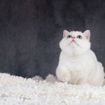 chat British Shorthair golden point Widget Chatterie Le Domaine de Phyr