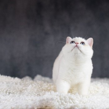 chat British Shorthair golden point Widget Chatterie Le Domaine de Phyr