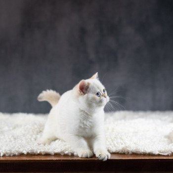 chat British Shorthair golden point Widget Chatterie Le Domaine de Phyr