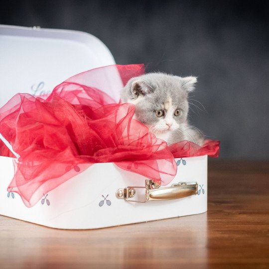 WILLOW Du Domaine de Phyr Femelle British Shorthair