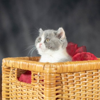 chaton British Shorthair blue tortie bicolor WILLOW Chatterie Le Domaine de Phyr chaton British Shorthair blue tortie bicolor WILLOW Chatterie Le Domaine de Phyr