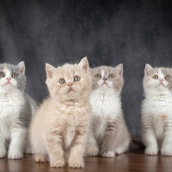 chaton British Shorthair cream WINNY Chatterie Le Domaine de Phyr chaton British Shorthair cream WINNY Chatterie Le Domaine de Phyr