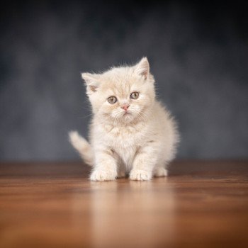chaton British Shorthair cream WINNY Chatterie Le Domaine de Phyr chaton British Shorthair cream WINNY Chatterie Le Domaine de Phyr